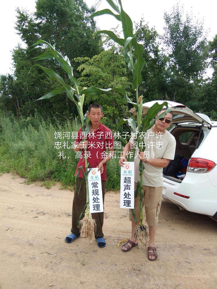 黑龍江雙鴨山市與佳木斯市的超聲波玉米、水稻種植田調查