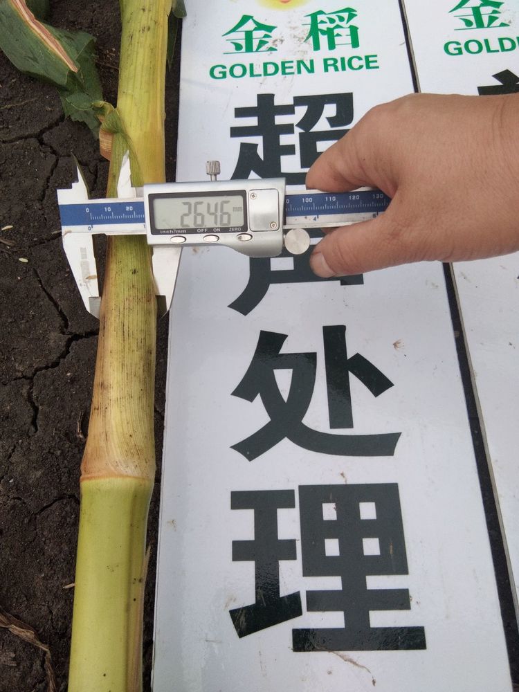 黑龍江雙鴨山市與佳木斯市的超聲波玉米、水稻種植田調查