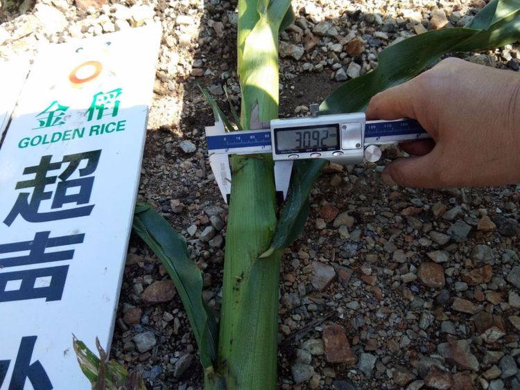 黑龍江雙鴨山市與佳木斯市的超聲波玉米、水稻種植田調查