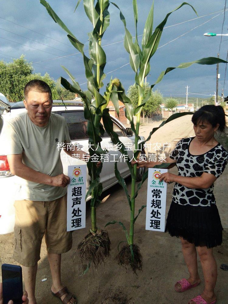 黑龍江雙鴨山市與佳木斯市的超聲波玉米、水稻種植田調查
